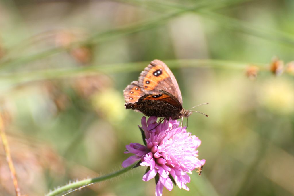 Erebia triaria